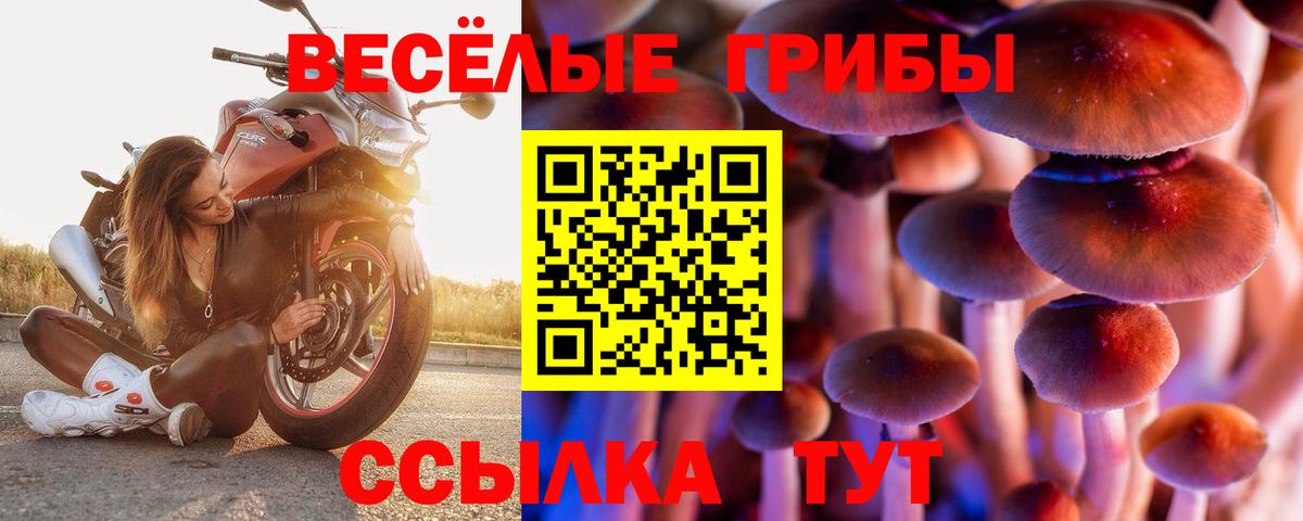 Псилоцибиновые грибы мицелий Сердобск